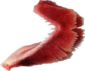 Branchie poisson