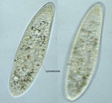 cellule