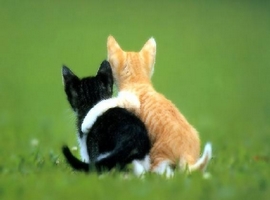 chatons