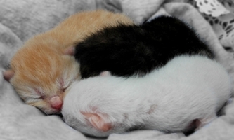 chatons
