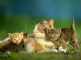 chatons