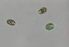 cellule
