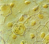 cellule
