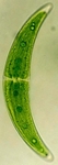 cellule