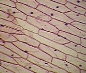 cellule