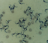 cellule