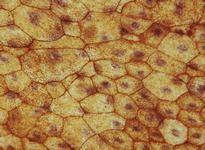cellule
