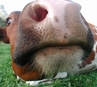 vache